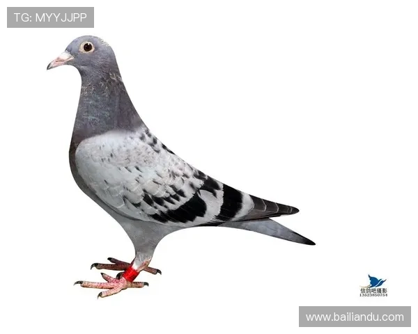 AG国际登录常见问题及解决方案,助你轻松应对登录过程中遇到的各种困难 AG国际登录常见问题及解决方案,助你轻松应对登录过程中遇到的各种困难